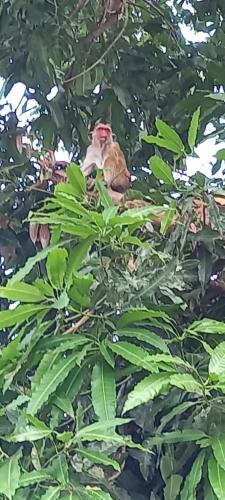 a monkey sitting on top of a tree at Elena Garden Resort and Restaurant in Trincomalee