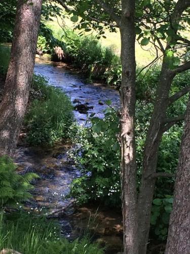 a stream in the middle of a forest with trees at Ferienwohnung Anita in Jandelsbrunn