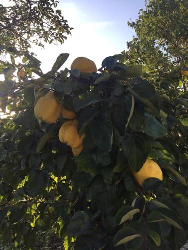 a tree filled with lots of pears on at Ferienwohnung Anita in Jandelsbrunn