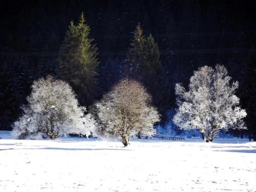 un grupo de árboles con nieve en un campo en Sport Hotel Cristal en Falcade