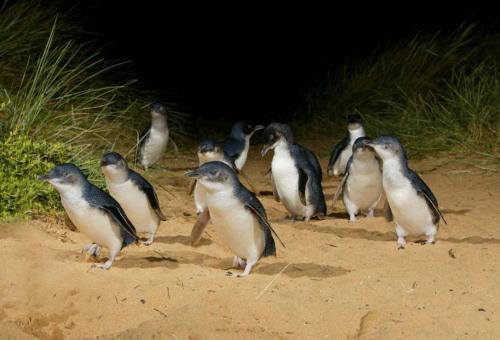 a group of penguins standing in the sand at Waterfront@Waves in Cowes