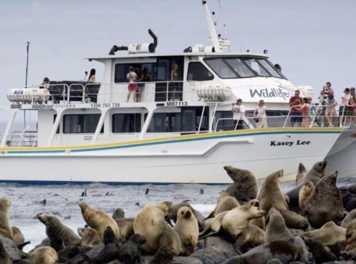 a group of seals on the beach in front of a boat at Waterfront@Waves in Cowes