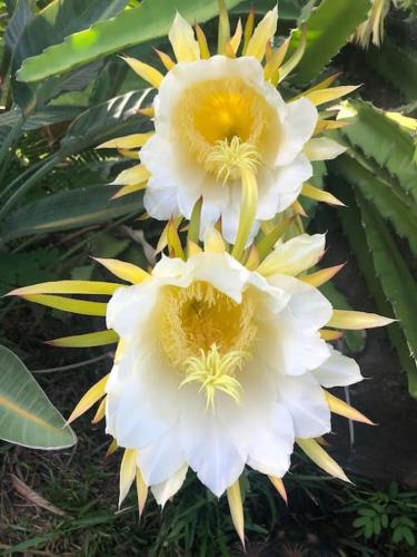 two white and yellow flowers on a plant at Villa Baies Roses in Saint-Leu