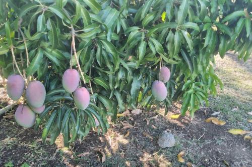 a bunch of fruit hanging from a tree at Villa Baies Roses in Saint-Leu