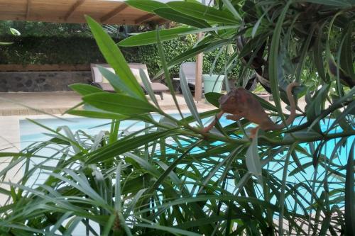 a small monkey sitting on top of a plant at Villa Baies Roses in Saint-Leu