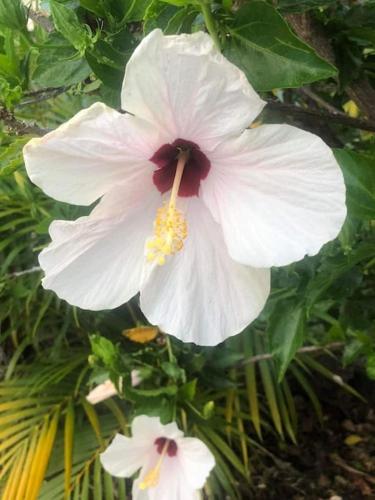 a close up of a white flower on a tree at Villa Baies Roses in Saint-Leu