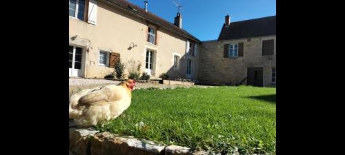 a chicken standing in the grass in front of a house at Le Moulin de la Motte - 12 personnes in Bellenot-sous-Pouilly