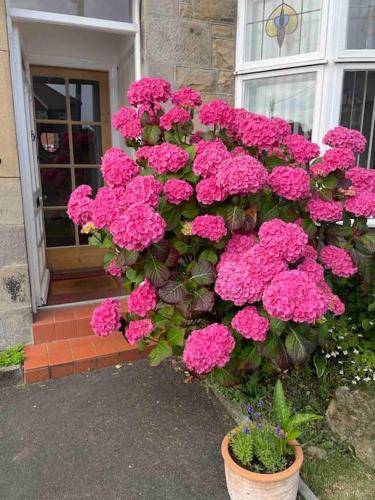 a bunch of pink flowers in front of a door at Kelvinside, Seahouses, 2 minute walk into village in Seahouses