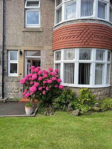 a house with a bush of pink flowers in the yard at Kelvinside, Seahouses, 2 minute walk into village in Seahouses