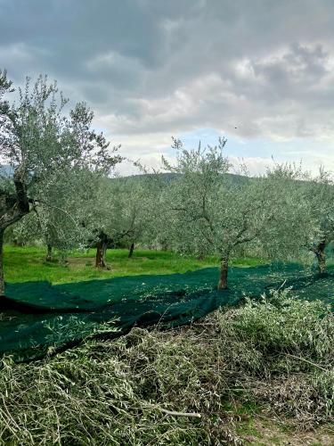 Landskap semula jadi dekat dengan penginapan di ladang