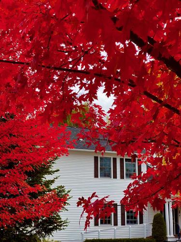 a white house with red trees in front of it at Williston Village Inn in Burlington