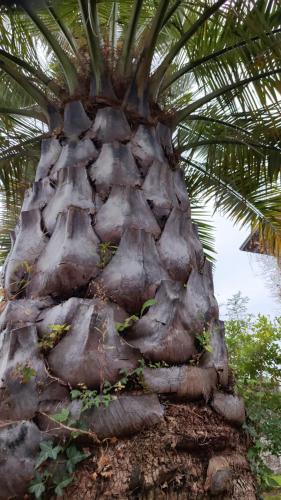a close up of the trunk of a palm tree at Rovere dalla riva in Arzene