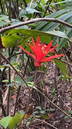 a red flower on a plant with green leaves at Casa Galú - Capurganá in Capurganá