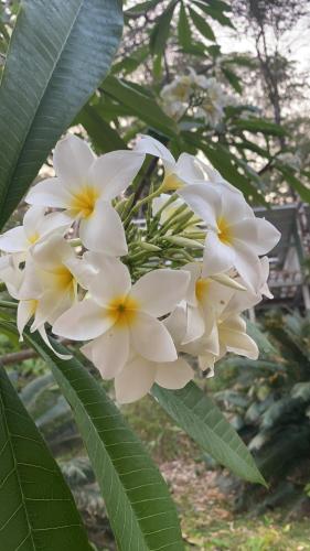 a bunch of white flowers on a tree at Casa Galú - Capurganá in Capurganá