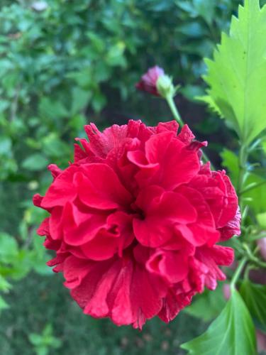 a red flower in front of some green leaves at Casa Galú - Capurganá in Capurganá