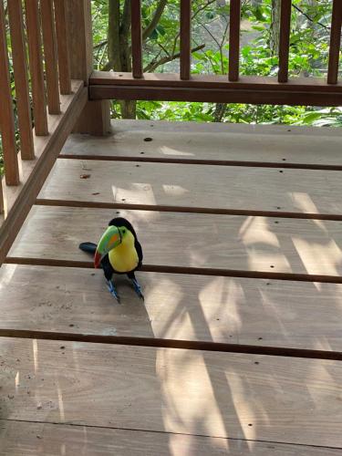 a colorful bird standing on a wooden deck at Casa Galú - Capurganá in Capurganá