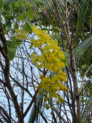 a bunch of yellow flowers on a tree at Casa Galú - Capurganá in Capurganá