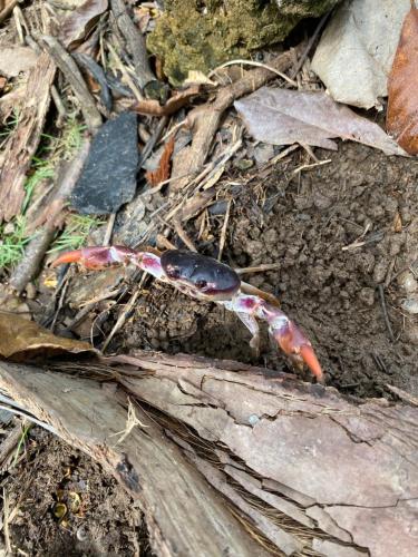 a worm is sitting on the ground at Casa Galú - Capurganá in Capurganá