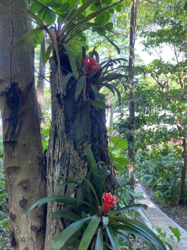 a tree with flowers growing on the side of it at Casa Galú - Capurganá in Capurganá