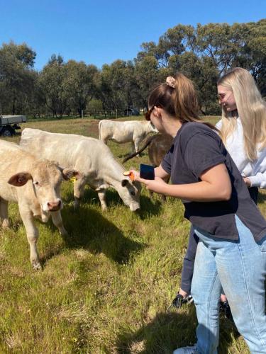 two women are standing in a field feeding cows at Sandalwood Downs Fabulous Farm Stay TOODYAY in Toodyay