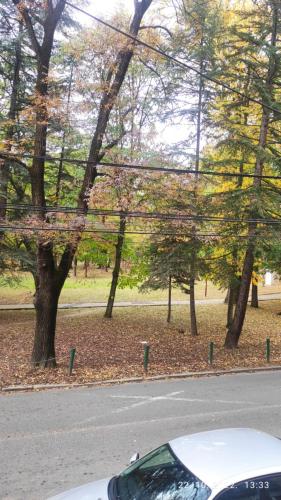 a car parked on the side of a road with trees at Centar_park in Arandjelovac