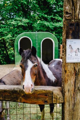 a brown and white horse standing behind a fence at AGRITURISMO CA' FENILE in Alzano Lombardo