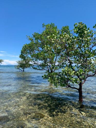 two trees in the water on a beach at Manzil Anilao B&B in Mabini