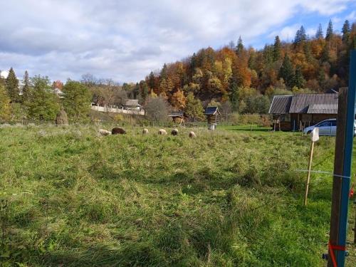 a group of sheep grazing in a field at Садиба Федорчуків За рікою1 in Sheshory
