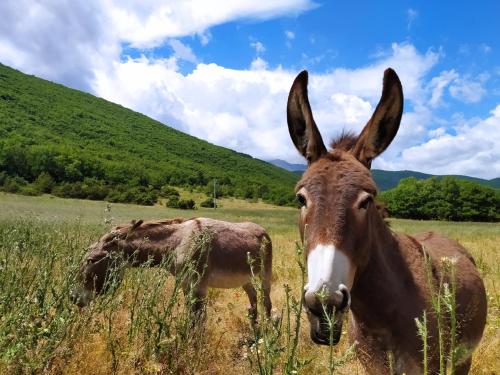 a donkey standing in a field of tall grass at Alloggio Agrituristico Abruzzomio - Casa Somarello in Goriano Valli