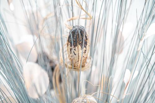 a close up of a shell in a plant at Gite 4 étoiles - Au p'tit bonheur Normand in Bourth