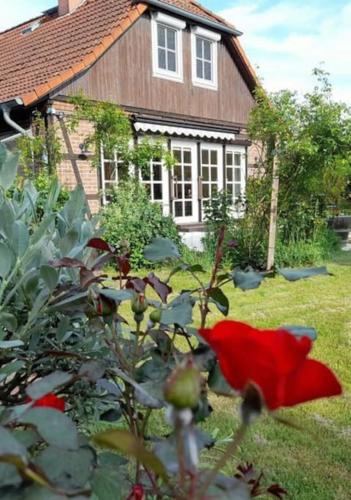 a red flower in a garden in front of a house at Ferienhaus Gartower See in Gartow