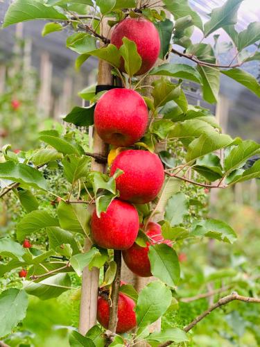 a bunch of red apples hanging from a tree at Tannerhof Bed & Breakfast in Caines