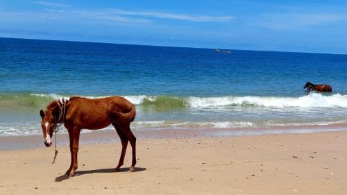 dos caballos parados en la playa cerca del océano en Maison Couleur Passion, en Nianing