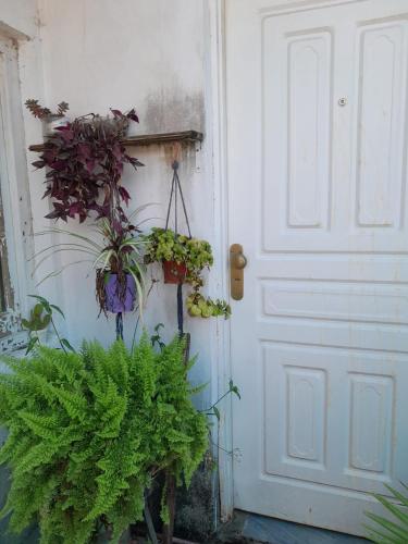 a door with a bunch of plants in front of it at El patio apart in Esquina