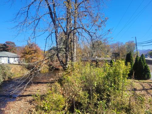 a tree on the side of a road at Economy Inn Sylva in Sylva