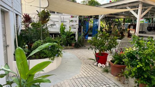 a patio with a bunch of plants in pots at Blue Wave Guest House in Caye Caulker