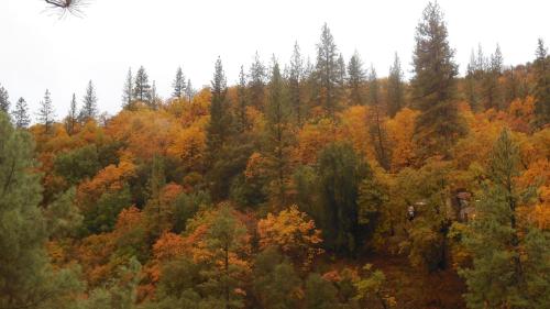 an aerial view of a forest with autumn trees at Yosemite Bug Rustic Mountain Resort in Midpines