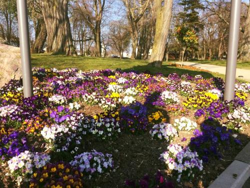 a flower garden with colorful flowers in a park at Hotel Krone Rüdesheim in Rüdesheim am Rhein