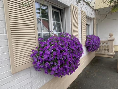 a window box filled with purple flowers on a house at Wilsmann Apartmentvermietung in Hövelhof