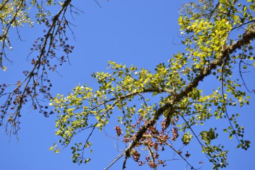 a tree with yellow leaves and the sky in the background at Nature Space Jabugo in Jabugo
