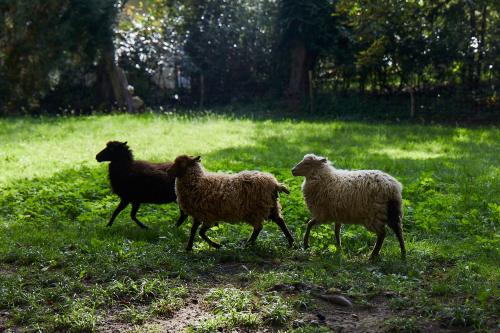 a group of three sheep running in a field at Schloss Mörlbach in Icking
