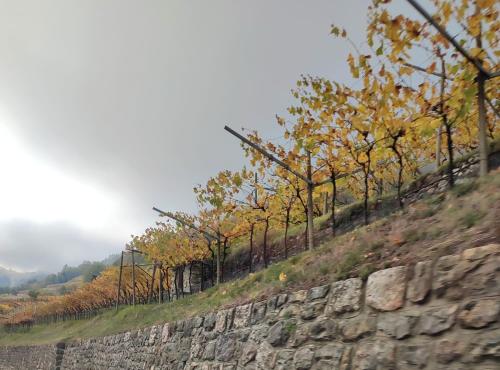 a fence on top of a stone wall with trees at Storie di bosco in Villa Lagarina