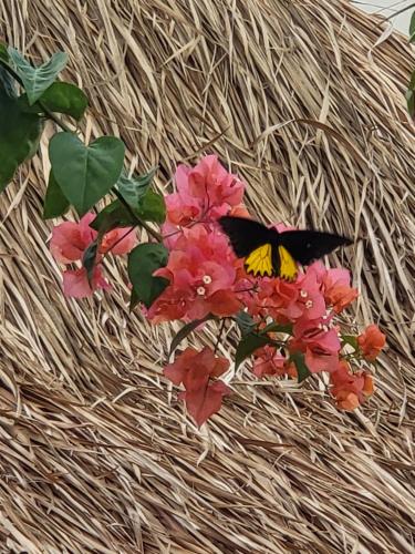 Jardín al aire libre en Drift Hideaway