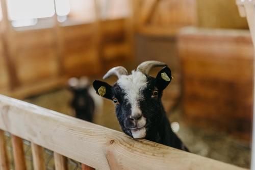 a goat sticking its head over a fence at Naturresort PURADIES in Leogang
