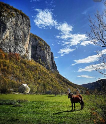 a horse standing in a field in front of a mountain at Etno apartmani Komarnica in Šavnik