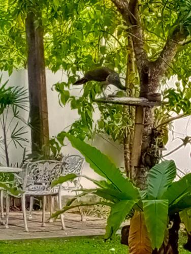 a bird sitting on a bird feeder in a tree at Olee Villa in Bentota
