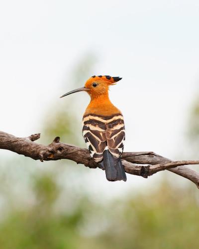 a bird is sitting on a tree branch at Shambala Private Game Reserve in Vaalwater