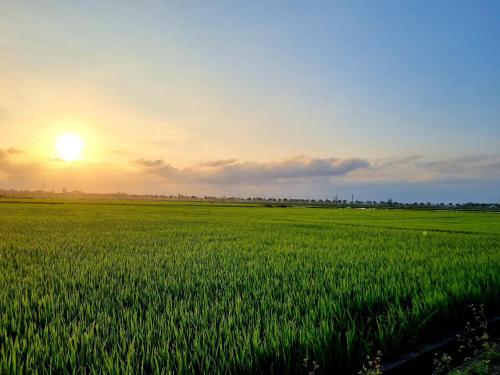a field of green grass with the sunset in the background at hoi an center town in Hoi An