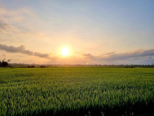 a field of green grass with the sunset in the background at hoi an center town in Hoi An