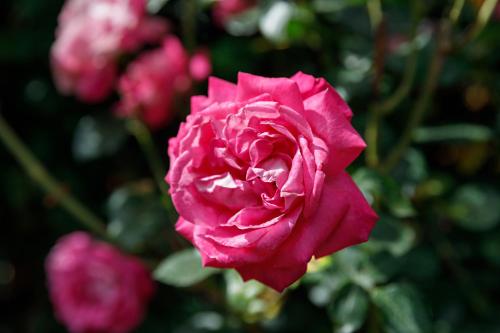 a pink rose in front of other pink roses at Georgina in Lavenham